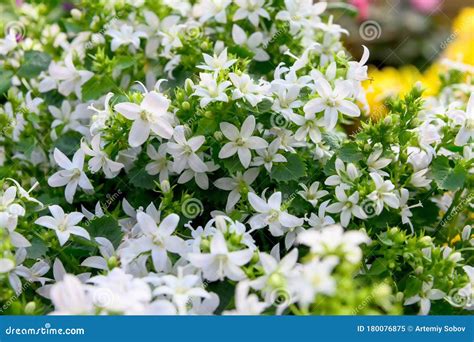 小花 植物